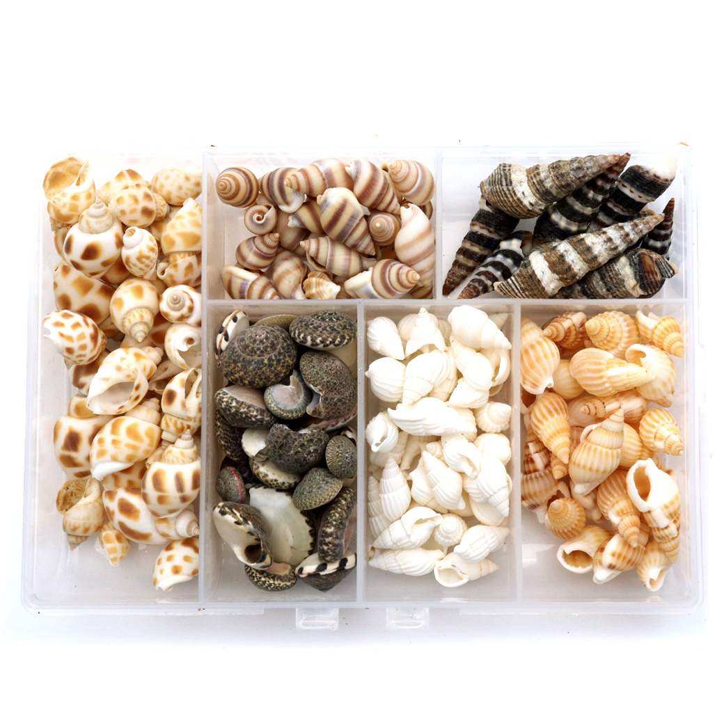 貝殻 パーツ 6種類 約150個前後 MIX シェル 材料 おうち時間 制作 ハンドメイド 工作 天然 貝 素材 巻貝 ビーチ デコ素材 Bタイプ