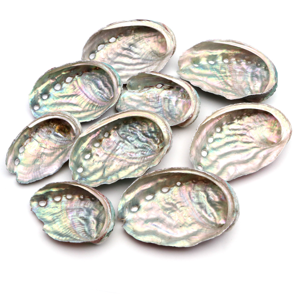 貝殻 パーツ レジン アバロンシェル 10個 サイズMix 4-6cm前後 あわび 鮑 シェル 材料 おうち時間 制作 ハンドメイド 工作 パウアシェル