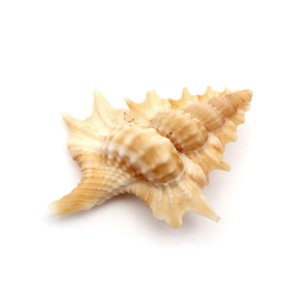 貝殻 パーツ レジン ほら貝 1個 Sサイズ 2-3cm前後 法螺貝 シェル 材料 おうち時間 制作 ハンドメイド 工作