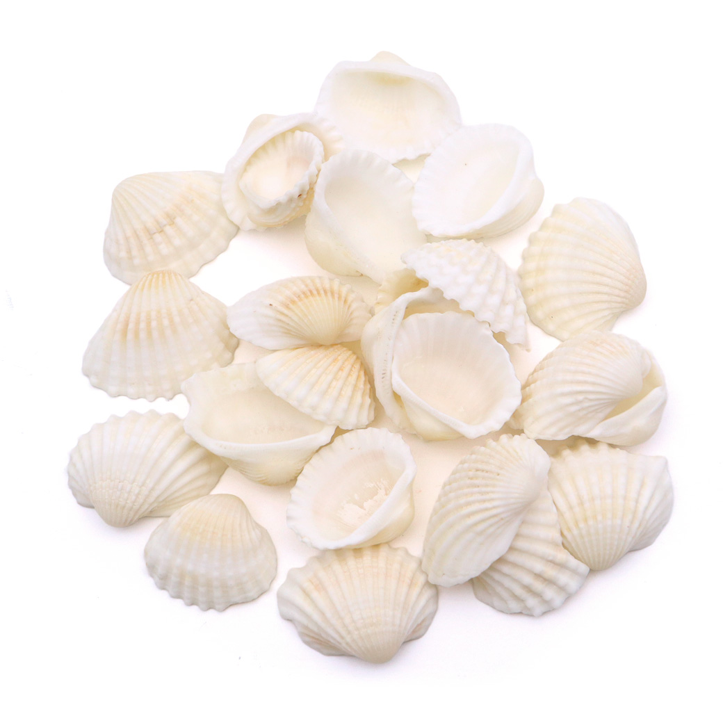 貝殻 パーツ レジン ハイガイ 30g Sサイズ 1-2cm前後 二枚貝 灰貝 シェル 材料 おうち時間 制作 ハンドメイド 工作 天然 ハイ貝 素材