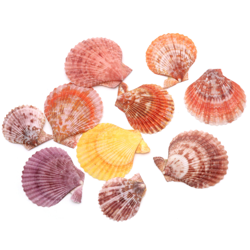 貝殻 パーツ レジン ヒオウギ貝 10枚 サイズMIX カラーランダム 4-6cm前後 ヒオウギガイ 二枚貝 シェル 材料 工作 ヒオオギ