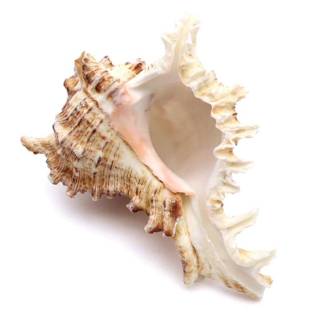 貝殻 テングガイ 1個 Mサイズ 6-9cm前後 オブジェ インテリア ディスプレイ 置き物 パーツ 巻貝 シェル 材料 工作 撮影道具