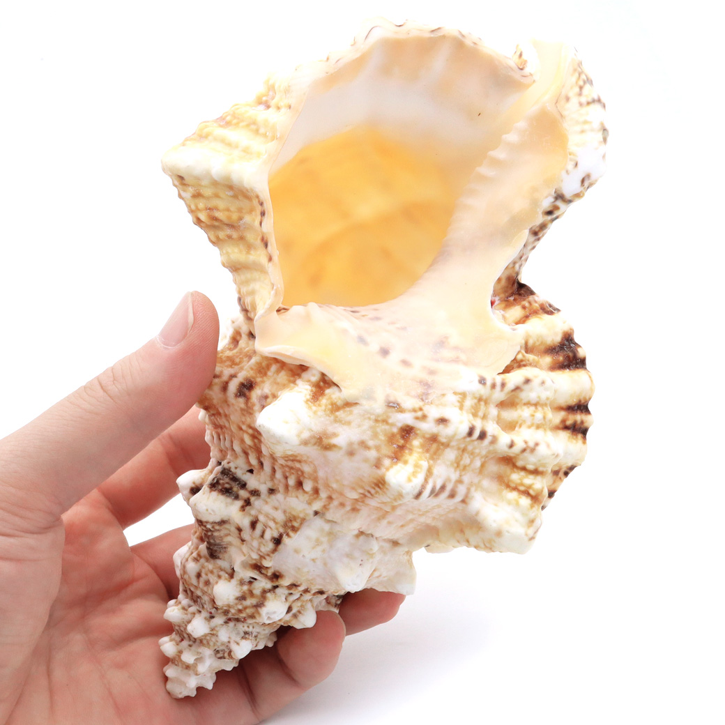 貝殻 ほら貝 1個 LLサイズ 19-23cm前後 オブジェ インテリア ディスプレイ 置き物 パーツ 法螺貝 巻貝 シェル 材料 工作 撮影道具