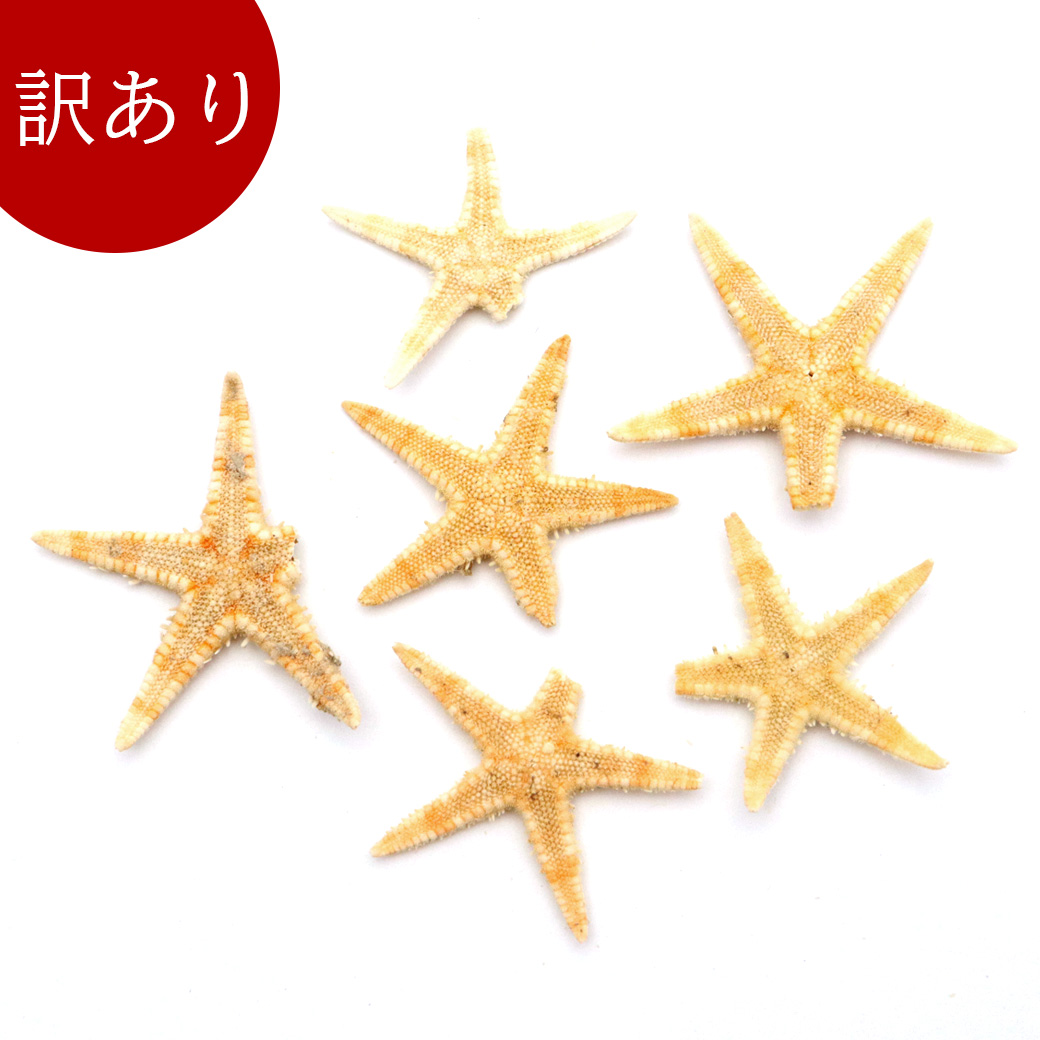 訳あり ヒトデ オーナメント パーツ レジン 小さいヒトデ 10個 1.5-2.5cm前後 シェル 材料