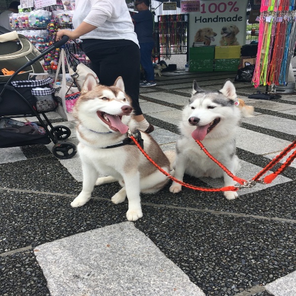 ワンちゃんのどんな動きにも絶対に絡まない大型犬用二頭引きリード