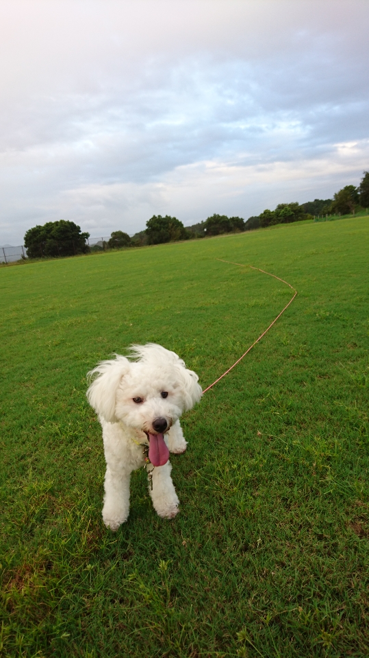 パラコード10メートルロングリード