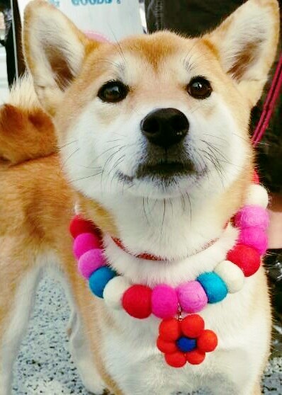 フエルトボールネックレス中型犬用