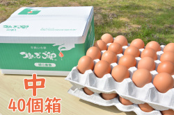 つまんでご卵 中サイズ（40個箱）