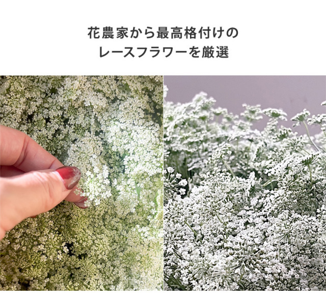 GRACE Dry Flowers レースフラワー