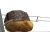 pan