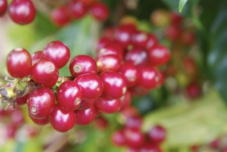 Costa Rica   Black Honey（200g）