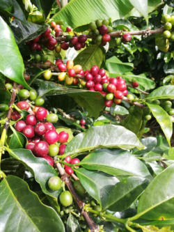 Colombia　(Bourbon) 200g