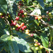 Diamond Mountain 200g