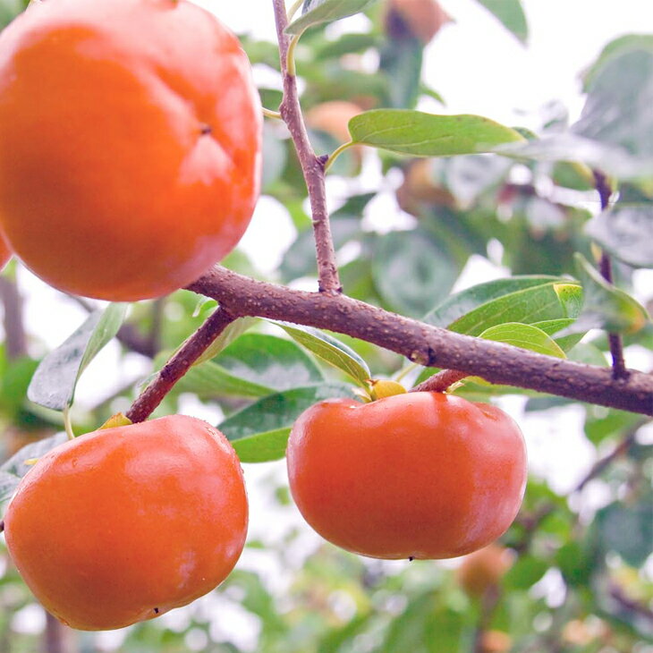 ケンジさま専用 太秋柿 3年生 苗木 楽天市場】柿の苗木 【太雅】