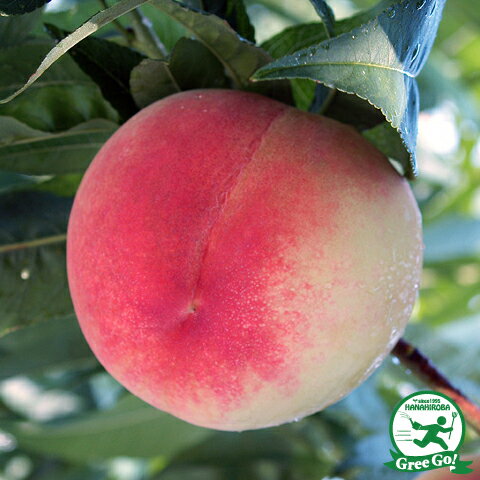 桃 苗木 大玉あかつき 1年生 接ぎ木 ポット苗