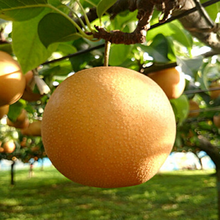 梨 苗木 【あきづき ［登録品種］】 3年生 接ぎ木 約1.1m 大苗