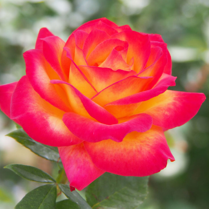 バラ 苗 アリンカ Ht 大輪 四季咲き 2年生 接ぎ木大苗