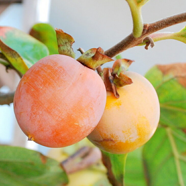 甘柿苗木　小春 接木大苗 約100㌢ メルカリ便 □優良2年生大苗□ 柿 苗木 【不完全甘柿 甘百目（あまひゃくめ