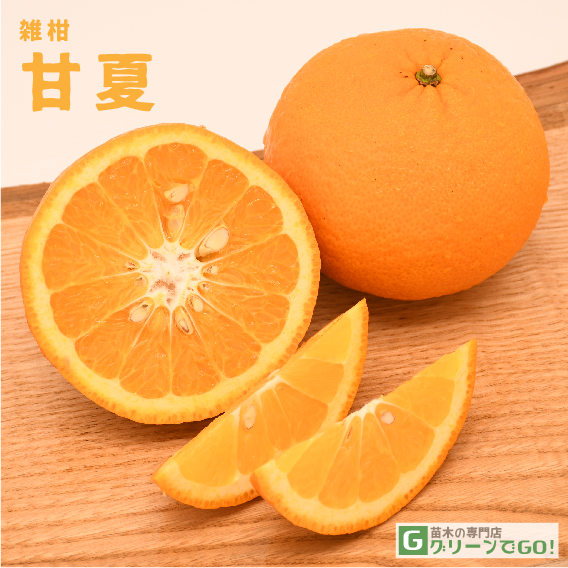 オレンジ 苗木 【甘夏 （あまなつ）】 3年生 接ぎ木 約1.0m 大苗