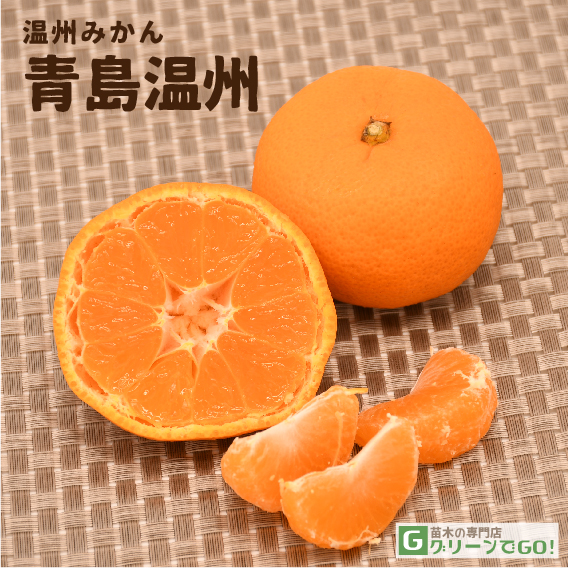 無農薬 青島みかん（晩生温州） 果樹 特大株 無農薬 青島みかん（晩生温州） 果樹 特大株