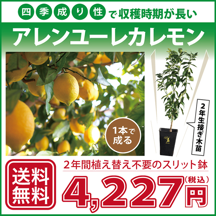 送料無料 レモン 苗木 四季成り性 アレンユーレカレモン 2年生 接ぎ木 スリット