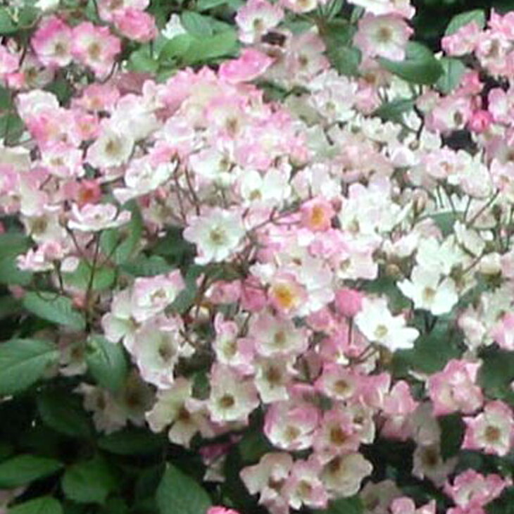 バラ 苗 つるバラ バレリーナ Cl ミニバラ 返り咲き 3年生 接ぎ木特大苗 長尺苗 バラ 苗 つるバラ バレリーナ Cl ミニバラ 返り咲き 3年生 接ぎ木特大苗 長尺苗