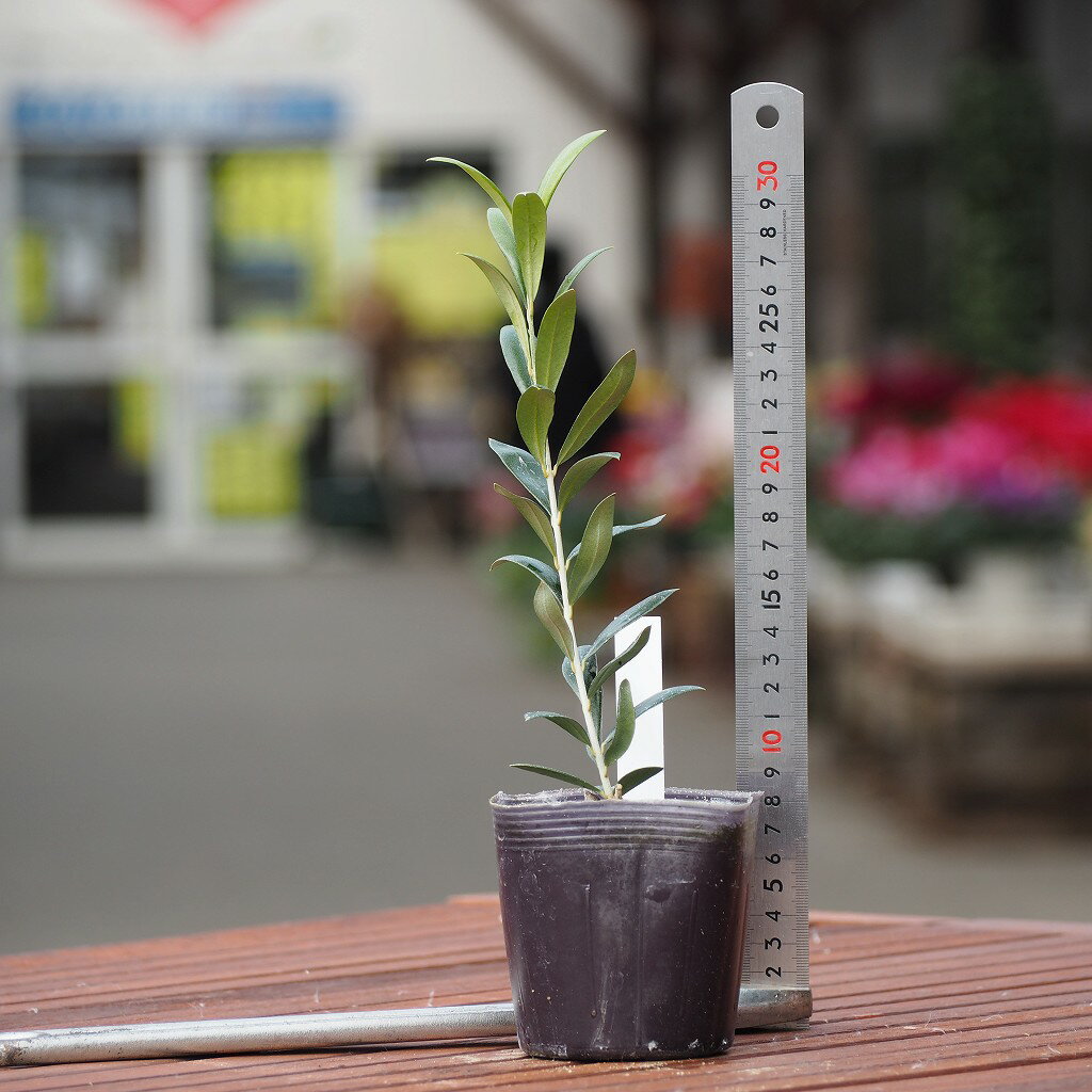 オリーブの木 苗木 一才オリーブ ブランケッタ 1年生 挿し木 3 5号ポット苗