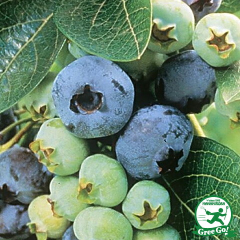 ブルーベリー 苗 【 アーリーブルー（ノーザンハイブッシュ系） 】 3