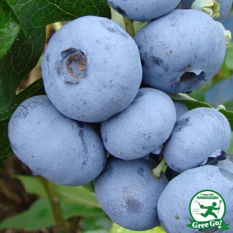 ブルーベリーの苗木【白猫オーダー品】９ｃｍポットノーザンハイブッシュ２４本 ブルーベリーの苗木【白猫オーダー品】9cmポットノーザンハイ