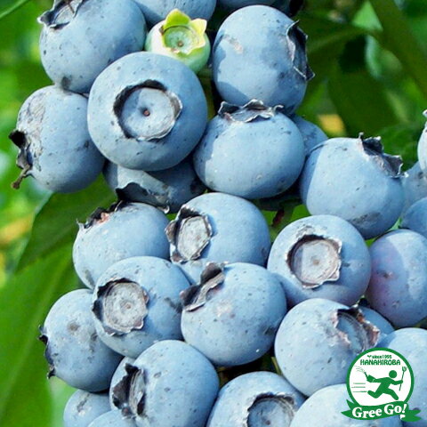 ブルーベリー 苗 【 サンライズ（ノーザンハイブッシュ系） 】 3年生