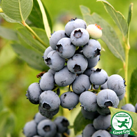 ブルーベリー 苗 【 ボーナス（ノーザンハイブッシュ系） 】 3年生