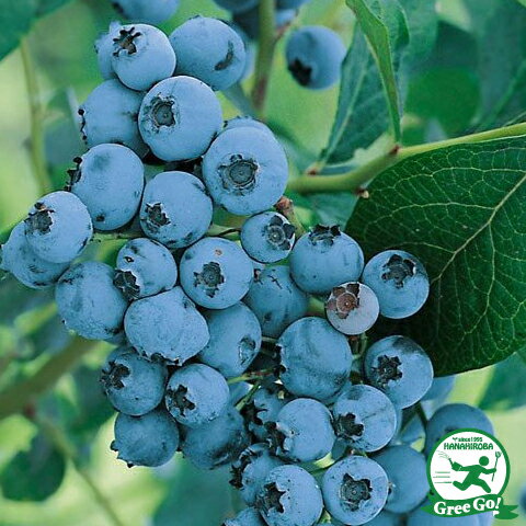  トロ ノーザンハイブッシュ系