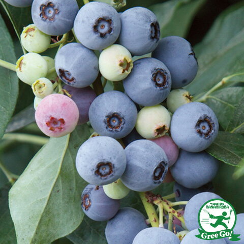 ブルーベリー 苗 【 ブリジッタ （ノーザンハイブッシュ系） 】 2年生