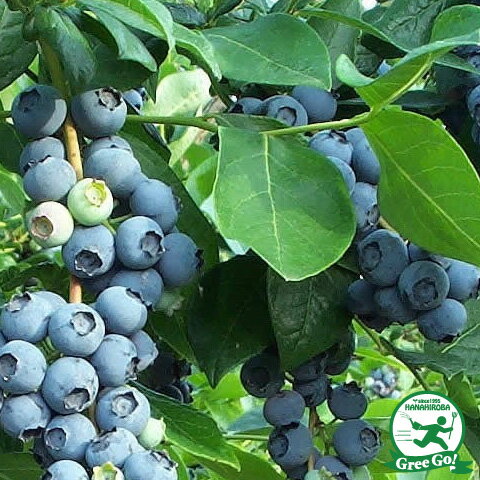 ブルーベリー 苗 【ベッキーブルー （ラビットアイ系）】 2年生 挿し木苗