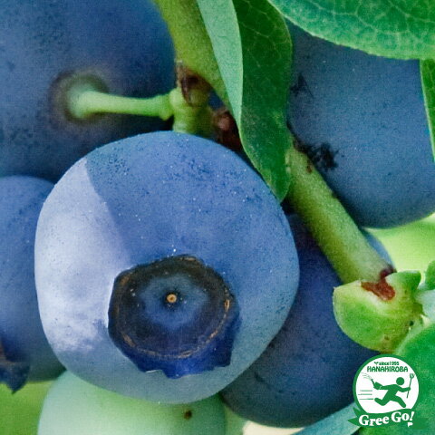 ブルーベリー 苗 シャープブルー サザンハイブッシュ系 3年生 接ぎ木苗