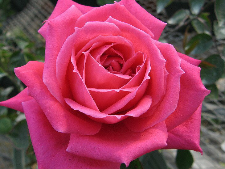 バラ 苗 【おおすみ 花 薔薇会 (HT) 大輪 四季咲き】 1年生 接ぎ木苗