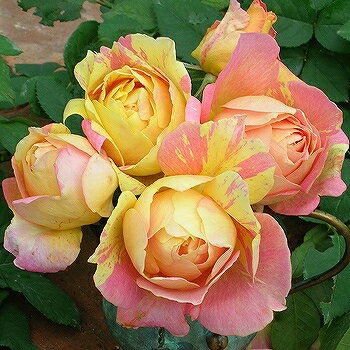 バラ苗2種 rose09satou-44-1.jpg