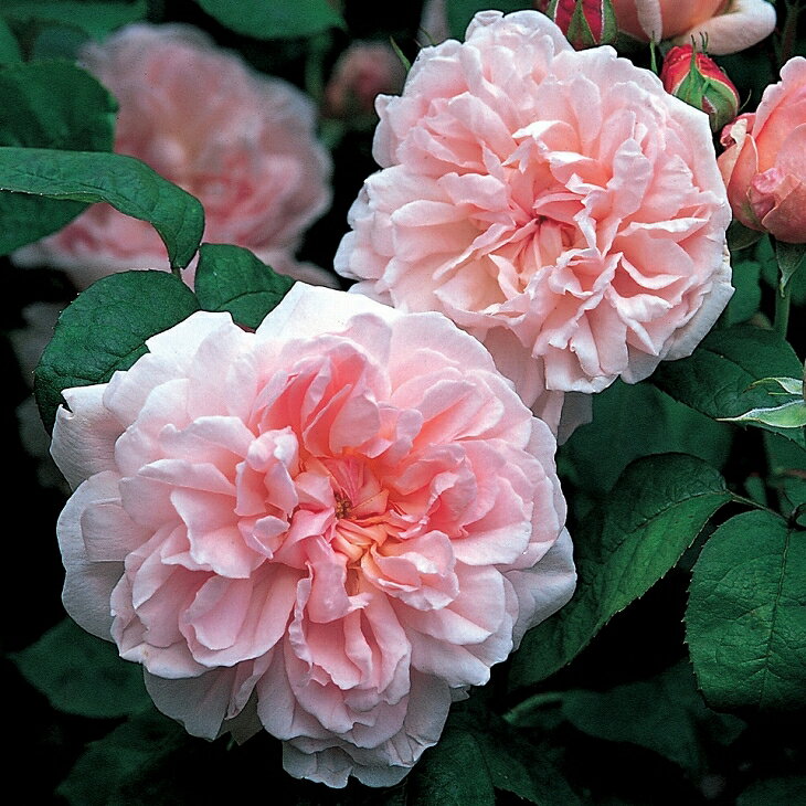 エブリン　6号スリット　ER　芽接ぎ苗　バラ　イングリッシュローズ エブリン 6号スリット ER 芽接ぎ苗 バラ イングリッシュローズ