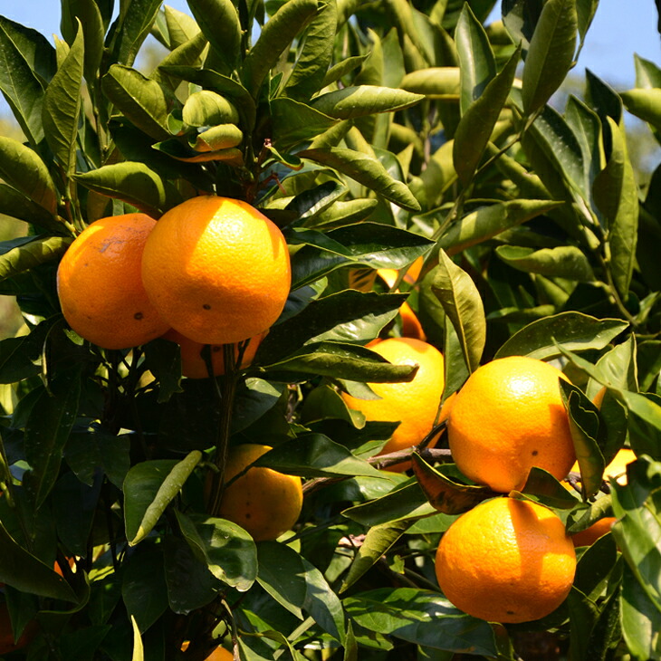 みかん 苗木 【愛媛中生 （えひめなかて）】 3年生 接ぎ木 大苗
