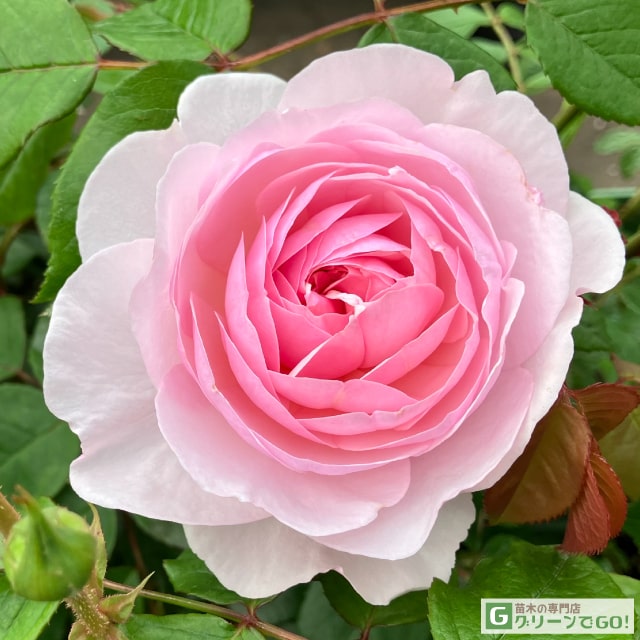 バラ 苗 イングリッシュローズ 【オリビア ローズ オースチン 大輪