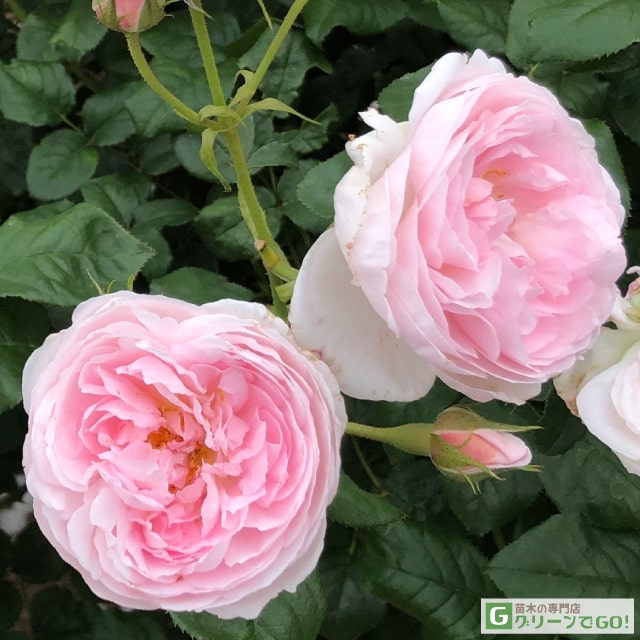 「ラムネ」  バラ苗  エグランタイン+４苗  接木中苗  薔薇  苗 ラムネ様専用」 バラ苗 エグランタイン+4苗 接木中苗 薔薇 苗
