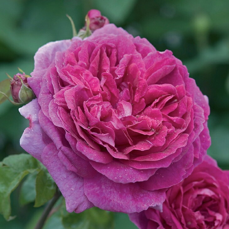 バラ 苗 イングリッシュローズ 【ヤングリシダス 返り咲く】 2年生