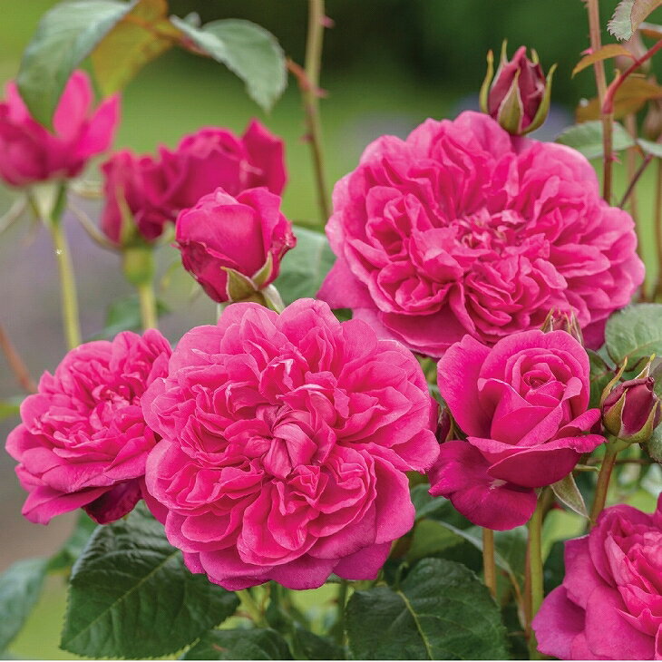 ジェームズLオースチン 返り咲く