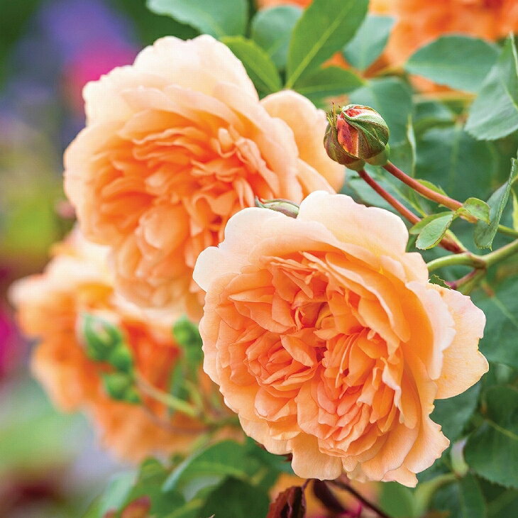 デイム ジュディ デンチ 非常に返り咲く