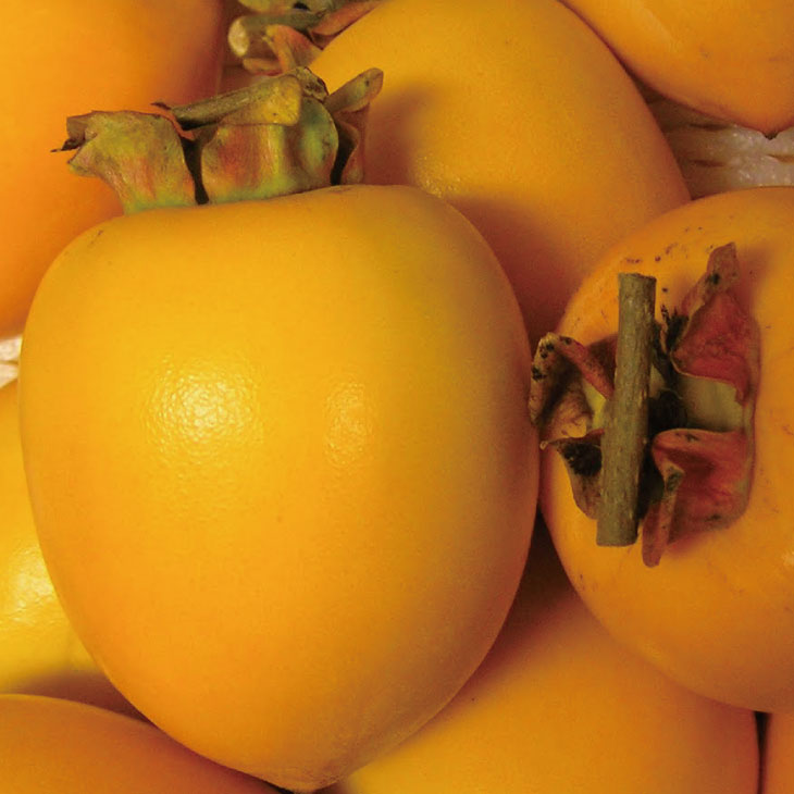 渋柿 富士柿 ふじがき