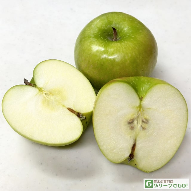 りんご 苗木 【クッキングアップル グラニースミス】 3年生 接ぎ木 大苗