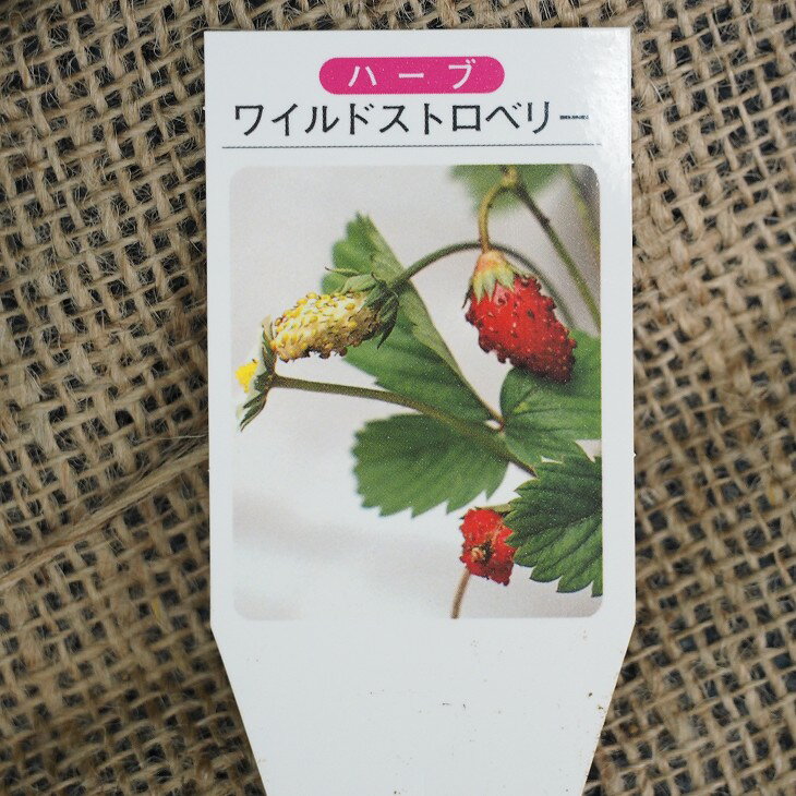 ワイルドストロベリー 苗 ワイルドストロベリー 赤実 3号ポット苗 5株セット