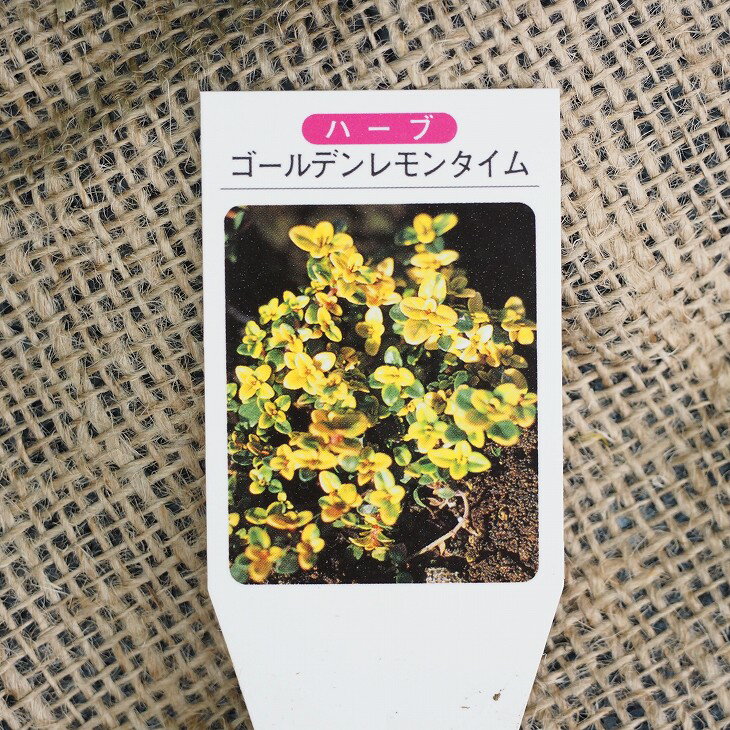 タイム 苗 ゴールデンレモンタイム 3号ポット苗 5株セット
