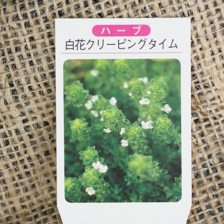 タイム 花 白 苗 クリーピングタイム 白花 3号ポット苗 5株セット
