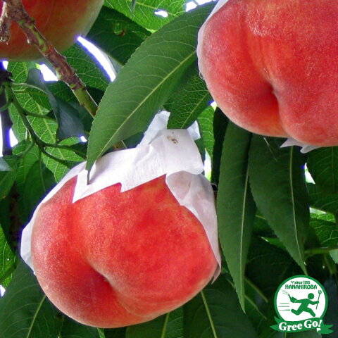 桃 苗木 【はなよめ】 3年生 接ぎ木 約1.1m 大苗